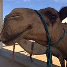 Интересные факты о верблюдах для взрослых и детей.
