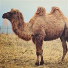 Казахстанское верблюжье молоко не способно конкурировать с  ведущими мировыми производителями верблюжьего молока.