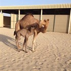 Инджаз - первый в мире клонированный верблюд