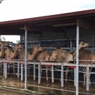 Промышленность верблюжьего молока в Австралии уверено  увеличивается за счет резкого увеличения поголовья верблюдов.