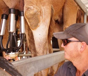 На рынке Австралии появилось первое пастеризованное верблюжье молоко