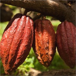 Россия увеличила импорт какао-бобов до $42 млн
