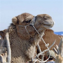 В планах Туркменистана стать экспортером концентратов из верблюжьего молока