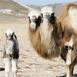 Германия, Япония и Китай хотят закупать сухие кобылье и верблюжье молоко из Казахстана