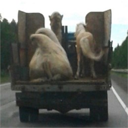 На Урале пони и верблюд едва не выпали из открытого кузова.