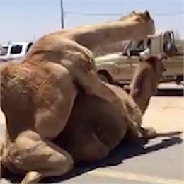 Два любвеобильных верблюда устроили пробку в ОАЭ