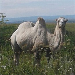 Пасущихся в поле верблюдов заметили под Магнитогорском