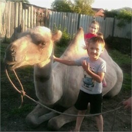 В Челябинской области продают "ломового верблюда»
