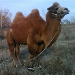 Поголовье верблюдов в Казахстане за июль снизилось на 6,8 тыс. голов, или на 3,3%