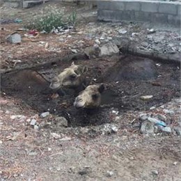 Верблюды упали в канализационную яму в ОАЭ. Верблюды спасены.
