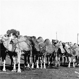 Верблюжья кавалерия Америки: чудо-оружие против индейцев