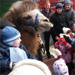 В Самаре день знаний пройдет с верблюдом, питоном и хищными кошками