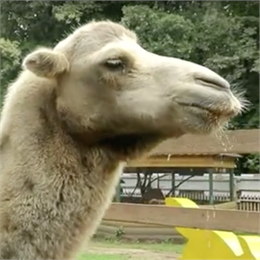 Новочебоксарский верблюд спас зоопарк от грабителей