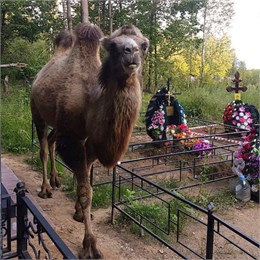 «Следов не видели»: по Митрофановскому кладбищу прогулялись верблюд и ослик
