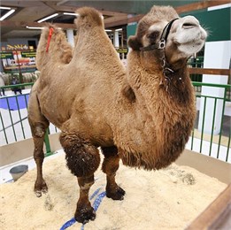 Сamelmilk.boutique  предлагает к продаже уникального племенного верблюда-великана класса элита рекорд