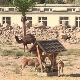 Зону Африки шымкентского зоопарка обживают первые постояльцы