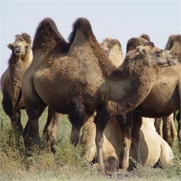 Казахстан: поголовье верблюдов на начало сентября выше, чем в прошлом году на 7,7%
