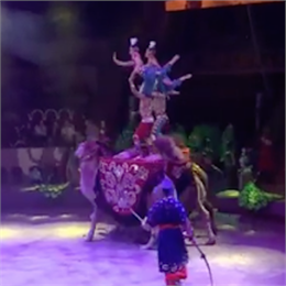 Сюжет ТСН24: В Тульский цирк приехало шоу «Баронеты"