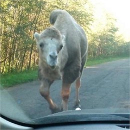 На автодороге в Тверской области водители встретили идущего навстречу верблюда