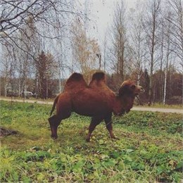 В Прикамье вдоль трассы разгуливает верблюд