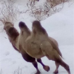 Суровый край: в Тюмени даже верблюды не боятся зимы!