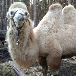 Воронежскому зоопитомнику «Червленый Яр» подарили самку верблюда