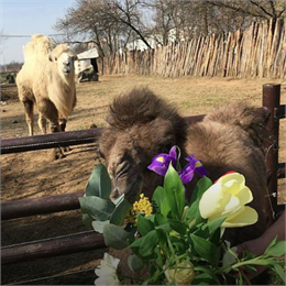 Посетители краснодарского «Сафари-парка» отравили верблюжонка