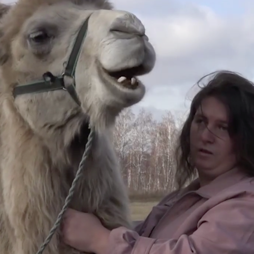 Южноуральская семья на ферме разводит верблюдов  