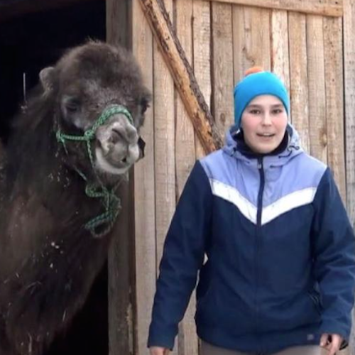 В конном клубе «Мезенка» у постояльцев появились новые соседи — два осла и верблюд