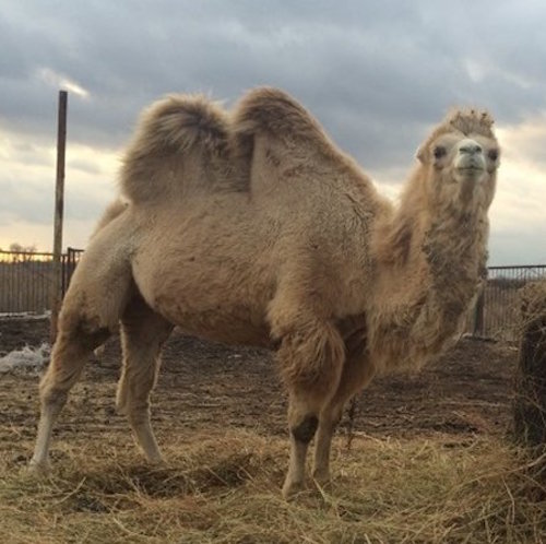 В Ростовской области женщина продает верблюда за 200 тысяч рублей