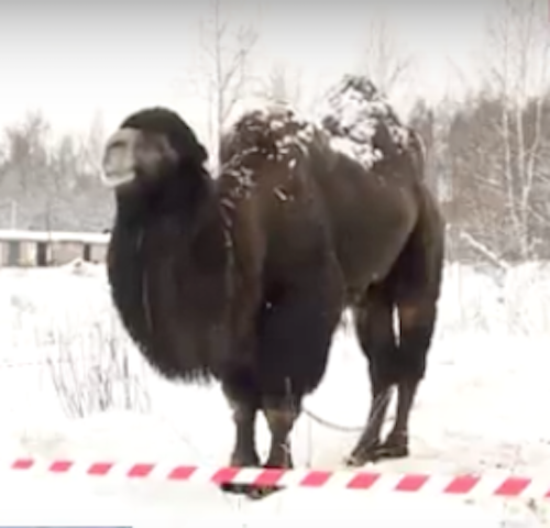Шоколадный верблюд зимует в Вичуге