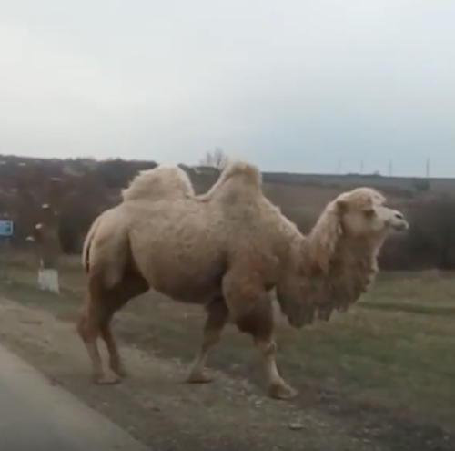 В Крымском районе дорогу автомобилистам преградило стадо верблюдов