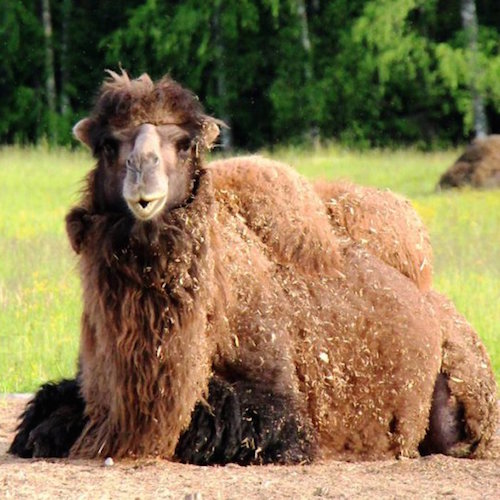 В Саратовской области удвоилось поголовье верблюдов
