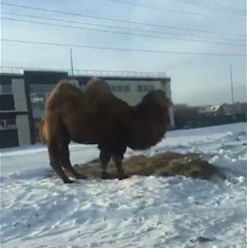 "Зимующий" в Тюмени верблюд поразил очевидцев (ВИДЕО)