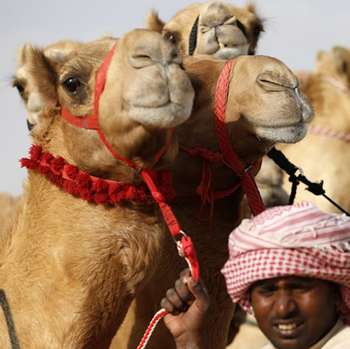 В ОАЭ открылась эксклюзивная клиника для верблюдов