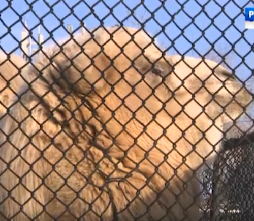 Верблюда в Читинском зоопарке читинцы могут покормить ветками от новогодней елки