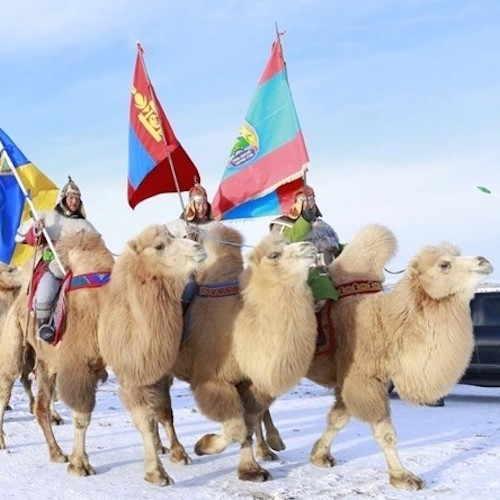 Монгольский аймак Умнуговь организует праздник верблюдов