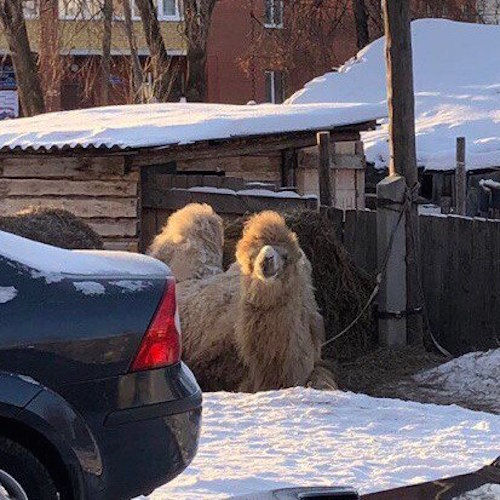 Тюменцы обеспокоены судьбой живущего зимой на улице верблюда
