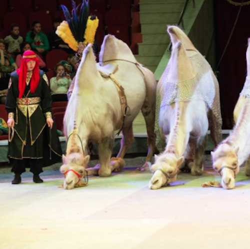 В Кемерово приедет африканский цирк с экзотическими животными