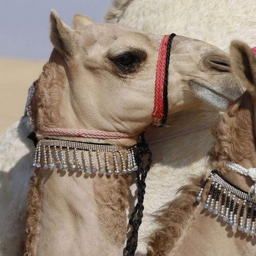Эр-Рияд: из-за ботокса не все верблюды допущены к «конкурсу красоты»