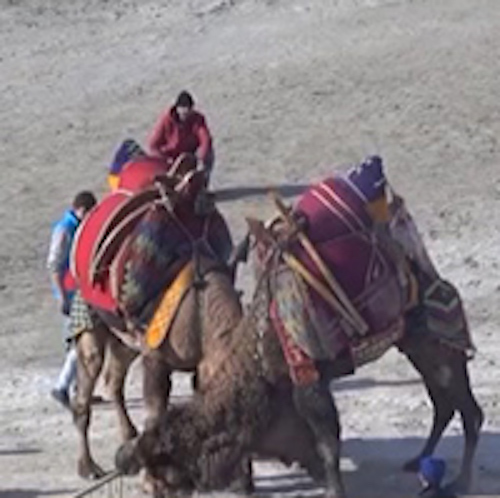 Фестиваль верблюжьих боёв прошёл в Турции