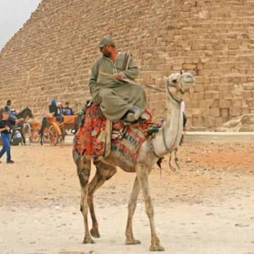 Верблюдов у египетских пирамид заменят электромобили