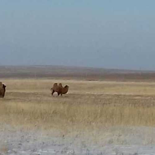 По степи в Хакасии разгуливают верблюды