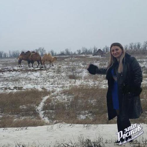 В Ростовской области замечены верблюды: ВИДЕО