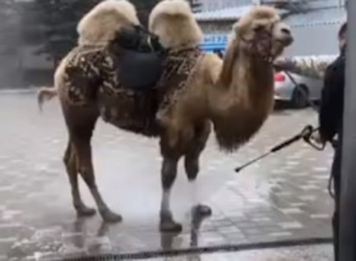 Верблюд принял душ на глазах прохожих в Ставрополе