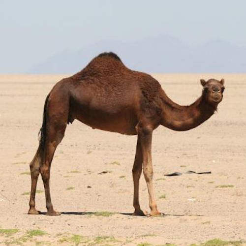 В Саудовской Аравии введено обязательное чипирование верблюдов