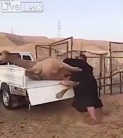 Видео попытки мужчины "запихнуть" верблюда в пикап заставило Интернет хохотать
