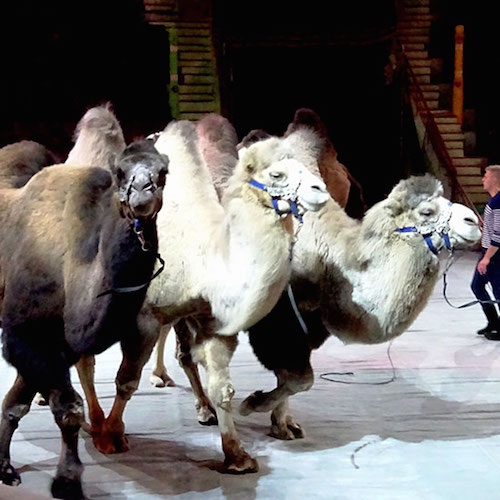 В цирке Запашных выступают верблюды из Астрахани