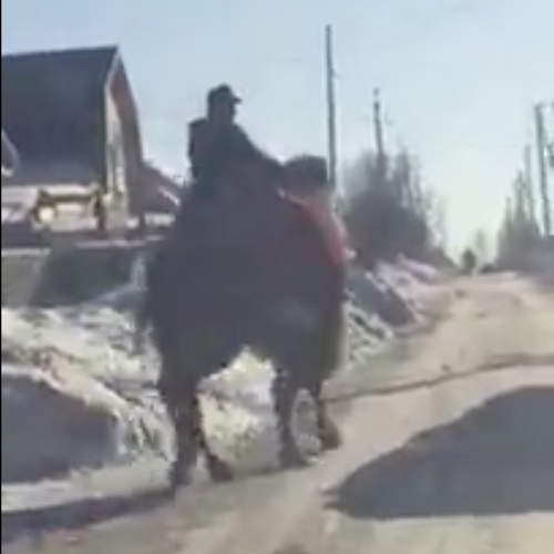 Мужчина прокатился на верблюде по Бердску (видео)