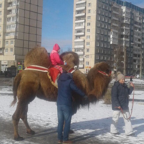 В Ленобласти у местного УИК катают на верблюде